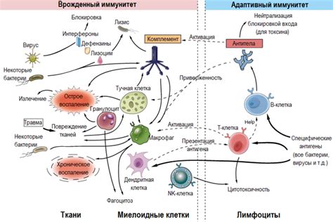 Влияние паразитарного организма на функции организма-хозяина