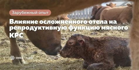 Влияние плохого питания на репродуктивную функцию коров