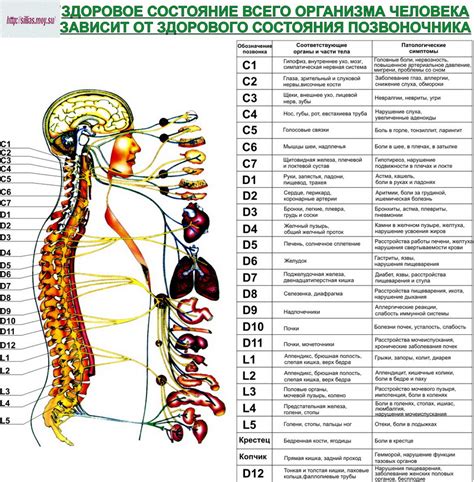 Влияние повреждений сегмента C5 C6 позвоночника на организм