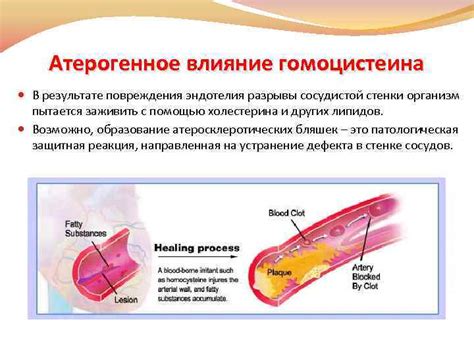 Влияние повреждения эндотелия на формирование сгустка крови