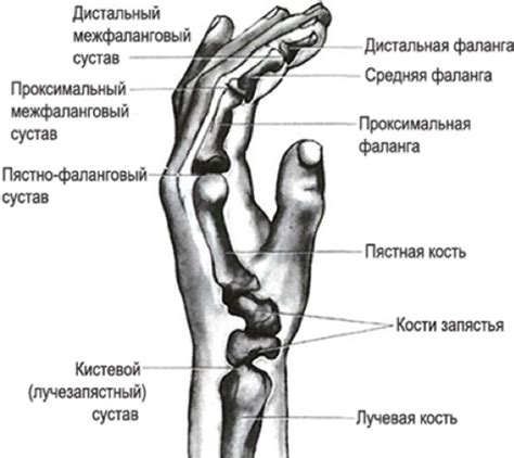 Влияние позиционирования основания пальца на функциональность руки