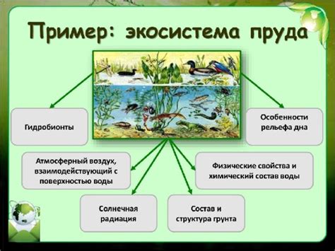 Влияние прибрежных рек на экосистемы и многообразие жизни