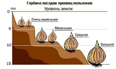 Влияние процесса очистки корневищ тюльпанов на их качество и прочность