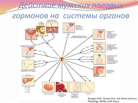 Влияние различных видов мужских гормонов на организацию женщин