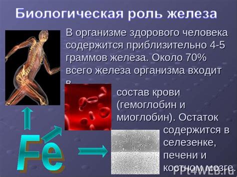 Влияние различных соединений железа на функционирование организма