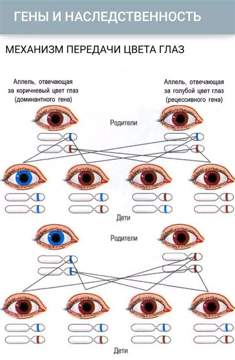 Влияние различных факторов на проявление рецессивных и доминантных генов в определении цвета глаз