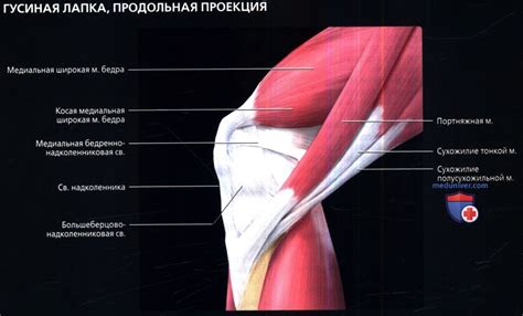 Влияние различных факторов на формирование структуры коленного сустава