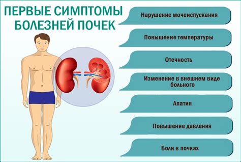 Влияние расположения левой почки на профилактику заболеваний