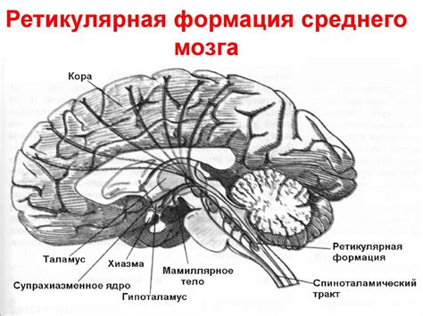 Влияние ретикулярной формации на функции внимания и концентрации