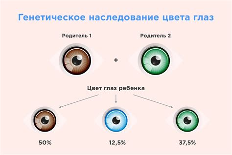 Влияние родительского наследия на цвет глаз у потомства