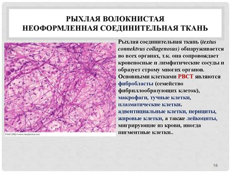 Влияние рыхлой соединительной ткани на процесс старения организма