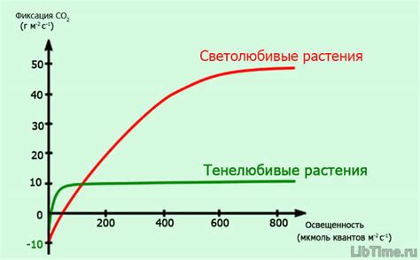 Влияние света и температуры на процесс формирования корней