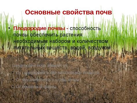 Влияние сорняков на плодородие почвы и урожайность зерновых культур