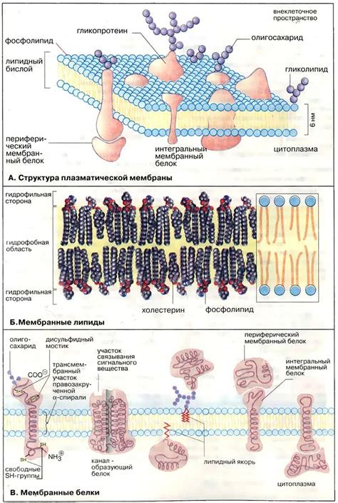 Влияние структуры липидов на физические свойства клеточной мембраны