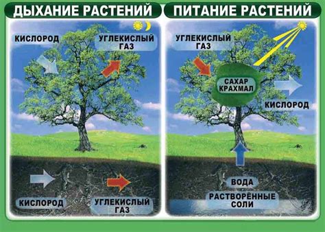 Влияние температуры и освещенности на обмен веществ у растений