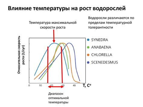 Влияние температуры на формирование антеридиев в раннем периоде развития растения