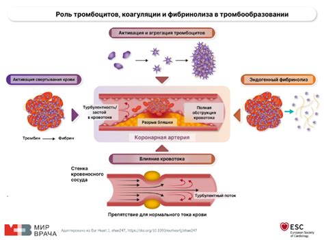 Влияние тромбоцитов на процесс образования сгустка в сосудах