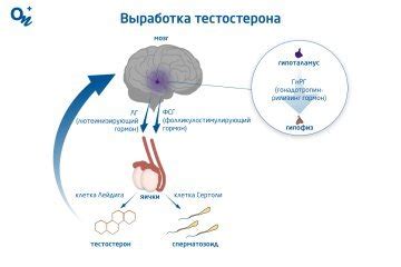 Влияние уровня тестостерона на сексуальное желание и стимуляцию у представительниц прекрасного пола