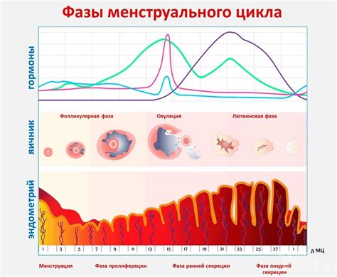 Влияние фаз месячного цикла на организм и эмоциональное состояние