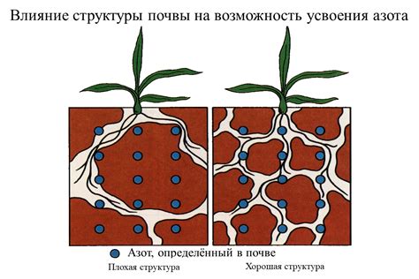 Влияние фертильности почвы на успех садоводства