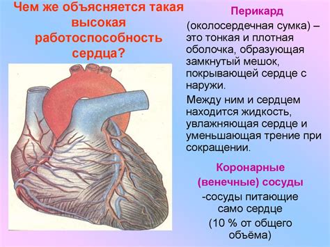 Влияние флавоноида на работу сердца и сосудов