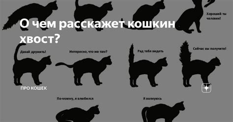 Влияние частоты выгула на поведение и настроение кошки