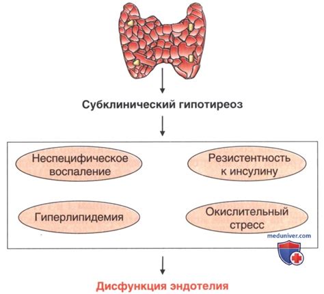 Влияние щитовидной железы на обмен веществ: механизмы регуляции