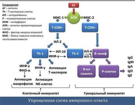 Влияние ANF1-320 на систему иммунитета