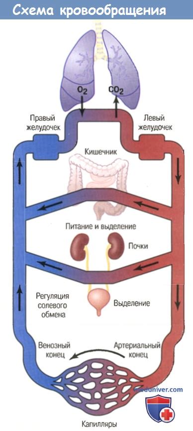 Внеклеточная жидкость: понятие и роль в организме