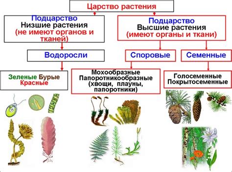 Внешний облик зеленого корня: знаки на различие видов чернокорней