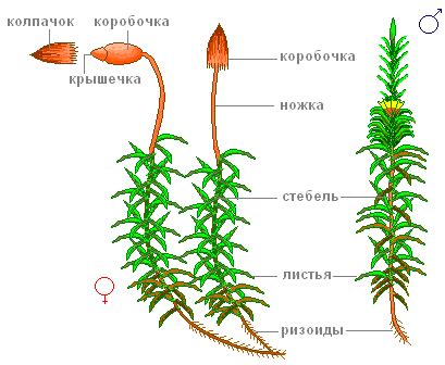 Внешняя структура спорангия у растения кукушкина льна