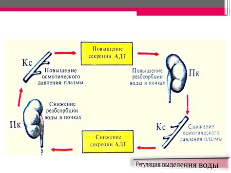 Внутренняя жидкость и роль ее в поддержании равновесия