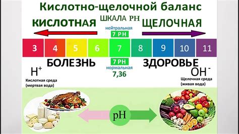 Водоросли в кислотно-щелочной среде: влияние на рост и развитие