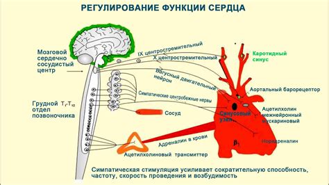 Воздействие Вальсакора и Конкора на работу сердца