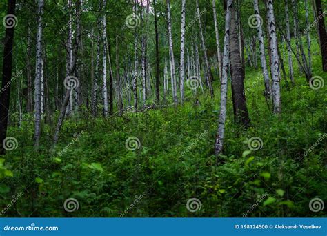 Воздействие белых стволов березы на человека: удивительная сила и энергия