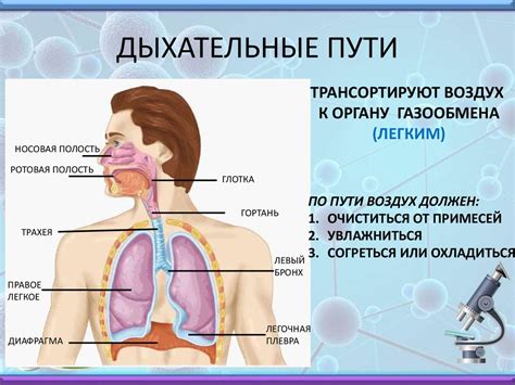 Воздействие во влажном белье на состояние кожи и дыхательные пути