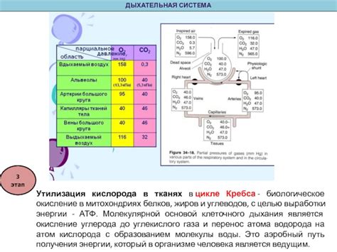 Воздействие гипертиреоза на уровень потребления кислорода в цикле Кребса