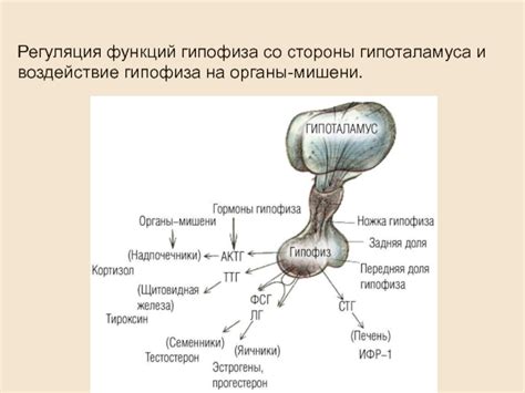 Воздействие гипофиза на половую систему