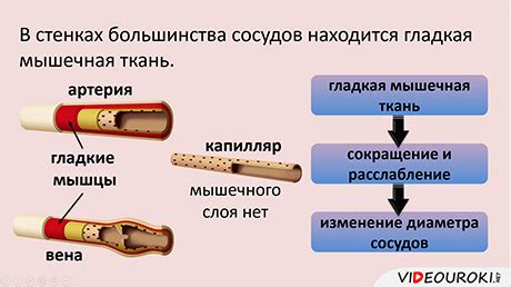 Воздействие кофеинодержащих напитков на работу сердца и кровеносных сосудов