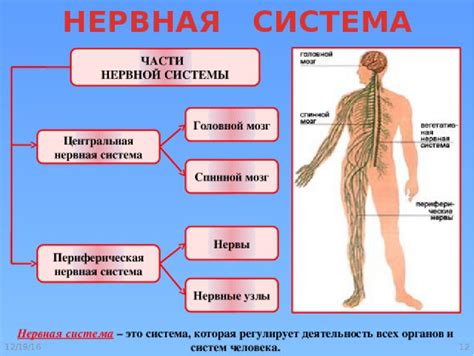 Воздействие обуви на состояние нервной системы и кровообращение