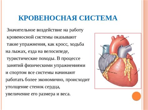 Воздействие омелы на работу сердца и кровеносной системы