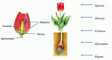 Воздействие пересадки на фазу цветения растения