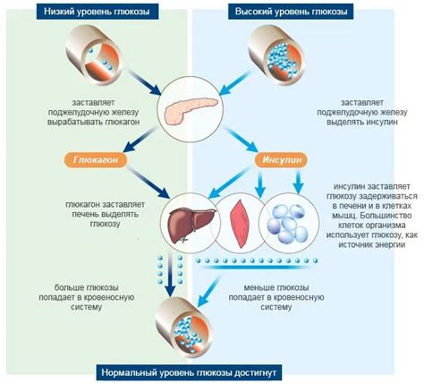 Воздействие повышенного уровня глюкозы в крови на функционирование организма