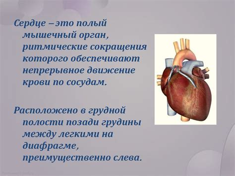 Воздействие совместного употребления успокаивающего препарата и энергетического напитка на функции сердца и сосудов