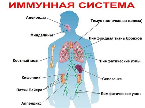 Воздействие сульфата магния на функции иммунной системы