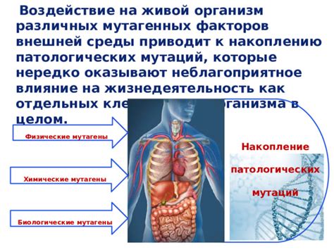 Воздействие увеличенных клеток на функционирование организма