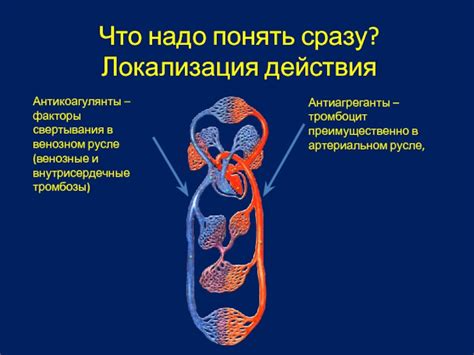 Воздействие физических факторов на передвижение кровотока в венозном русле