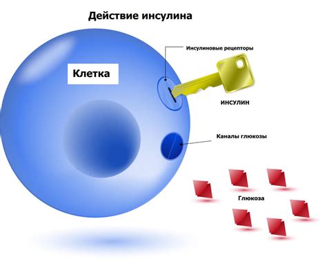 Воздействие яблок на уровень содержания глюкозы в крови