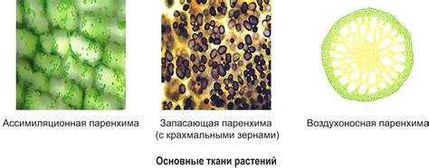 Воздухоносная система растений: форма и задачи