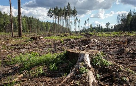 Возможности и ограничения полного устранения проблемы соответствия лесов и налоговых ставок